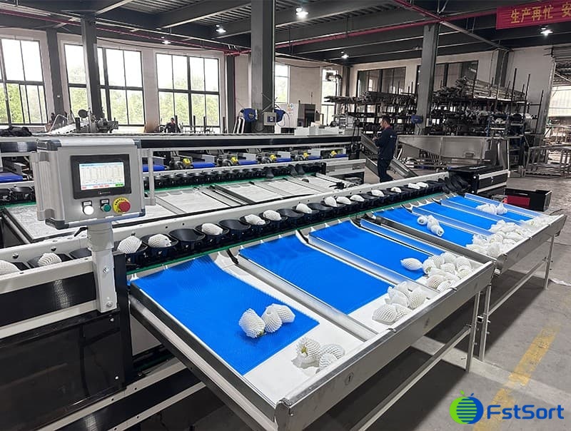 pear sorting machine.jpg pear sorting machine.jpg